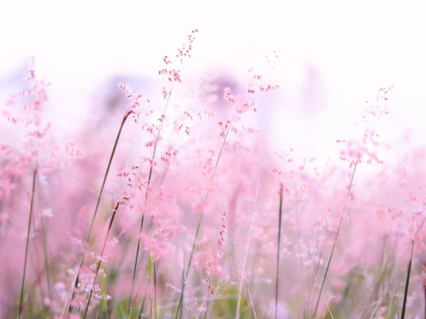 Pink and purple flowers in a field, with a blurred background