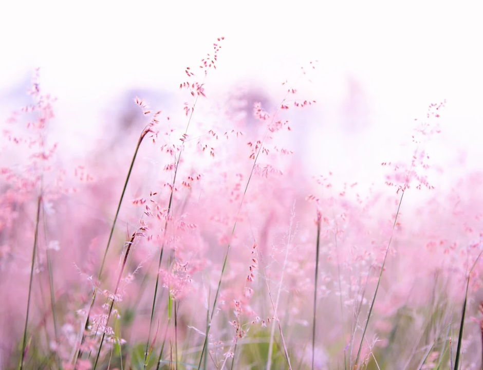 Pink and purple flowers in a field, with a blurred background